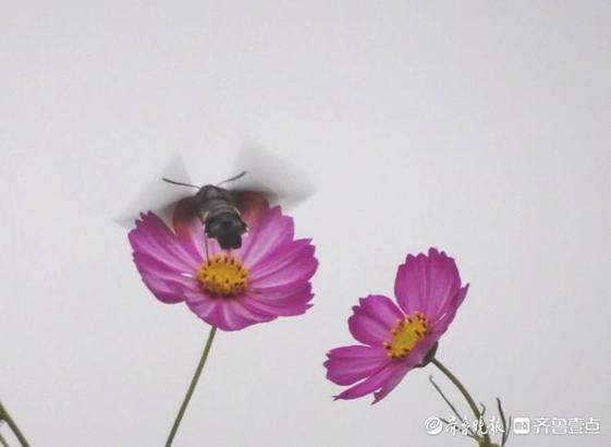 蜂蛾是国家二级保护动物吗，华山格桑美，蜂蛾恋不归（长尾蛾是国家保护动物吗）