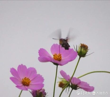 蜂蛾是国家二级保护动物吗，华山格桑美，蜂蛾恋不归（长尾蛾是国家保护动物吗）