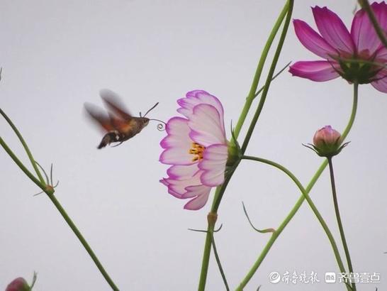 蜂蛾是国家二级保护动物吗，华山格桑美，蜂蛾恋不归（长尾蛾是国家保护动物吗）