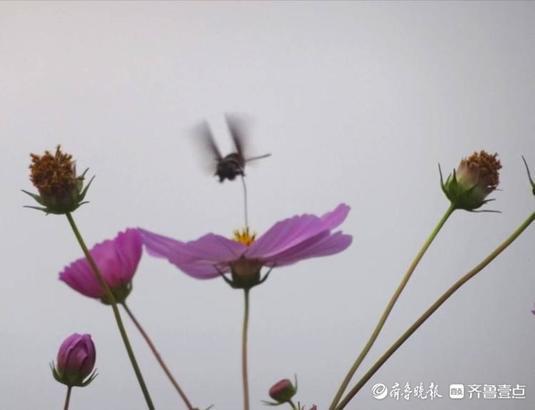 蜂蛾是国家二级保护动物吗，华山格桑美，蜂蛾恋不归（长尾蛾是国家保护动物吗）