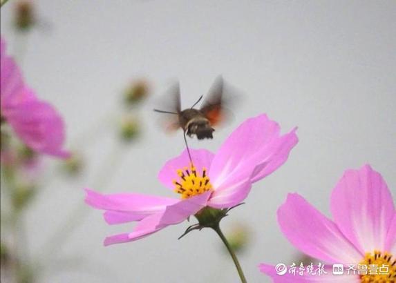 蜂蛾是国家二级保护动物吗，华山格桑美，蜂蛾恋不归（长尾蛾是国家保护动物吗）