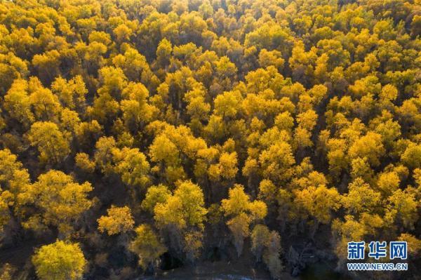 胡杨林在哪，中国最美的胡杨林在哪里（我国最大胡杨林区正值观赏季）