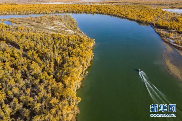 胡杨林在哪，中国最美的胡杨林在哪里（我国最大胡杨林区正值观赏季）