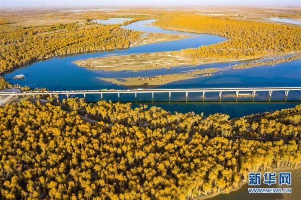 胡杨林在哪，中国最美的胡杨林在哪里（我国最大胡杨林区正值观赏季）