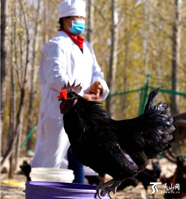 黑骨头的功效与作用，黑骨头的功效与作用是什么（吉木萨尔“月子鸡”了解一下）