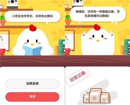 非洲有企鹅吗，非洲有企鹅吗答案（非洲企鹅是什么品种怎么生活）