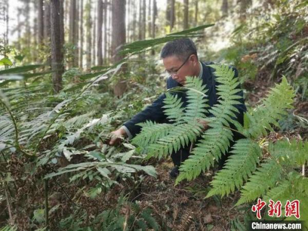 桫椤是什么植物，桫椤为什么不是树（湖南江华发现植物活化石“蕨类植物之王”桫椤）