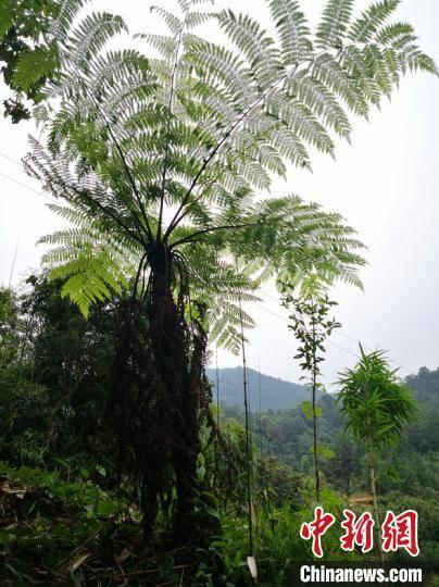 桫椤是什么植物，桫椤为什么不是树（湖南江华发现植物活化石“蕨类植物之王”桫椤）