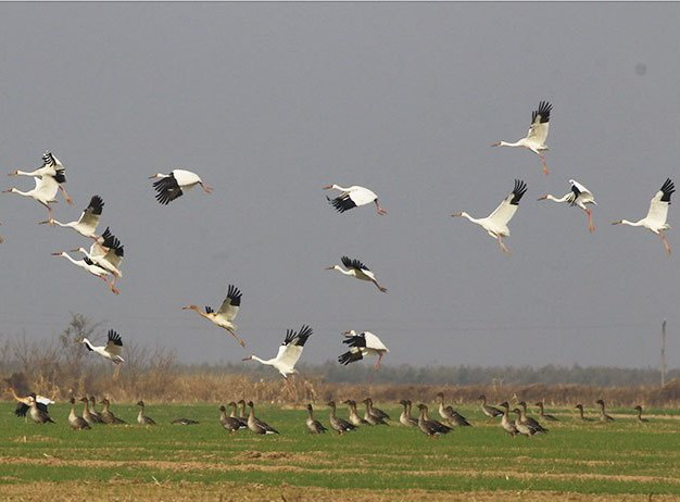 山东东营属于哪个市，东营最早属于哪个城市（什么是东营）
