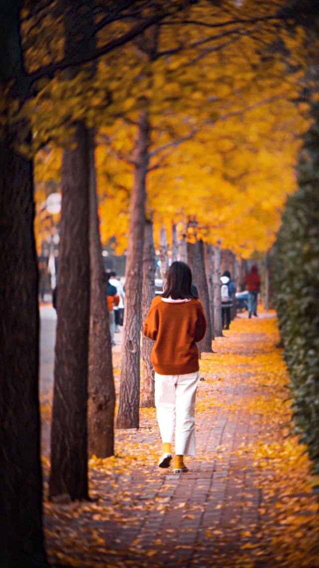 上海城建职业技术学院，2021年上海城建职业学院优势专业排名（沪上37所高校秋景手机壁纸来了）