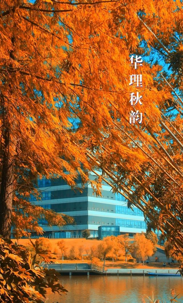 上海城建职业技术学院，2021年上海城建职业学院优势专业排名（沪上37所高校秋景手机壁纸来了）