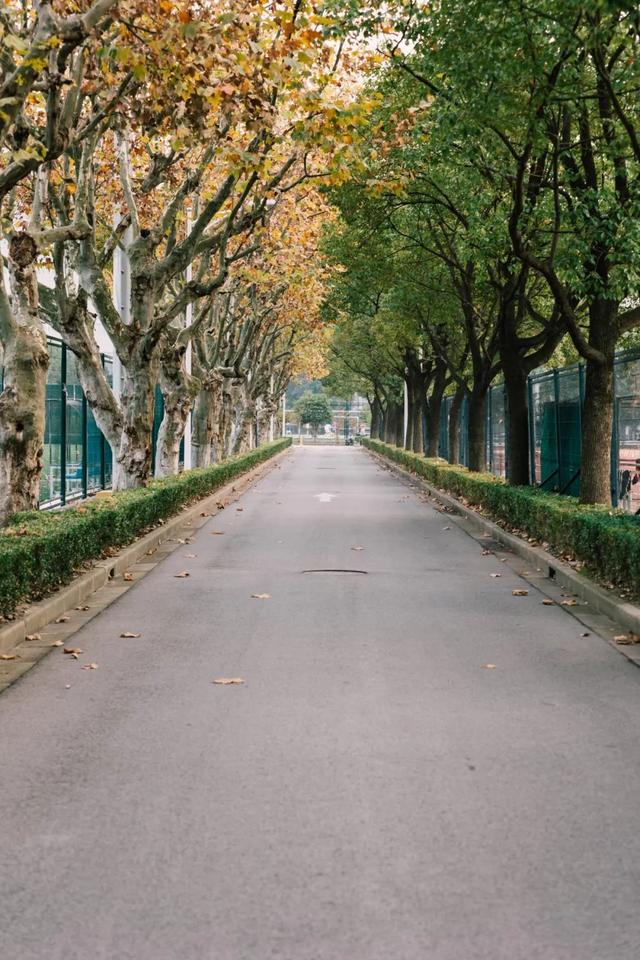 上海城建职业技术学院，2021年上海城建职业学院优势专业排名（沪上37所高校秋景手机壁纸来了）