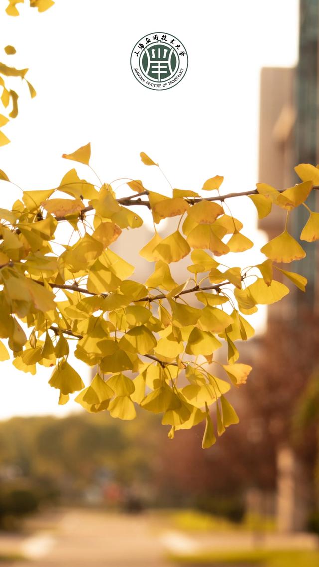 上海城建职业技术学院，2021年上海城建职业学院优势专业排名（沪上37所高校秋景手机壁纸来了）