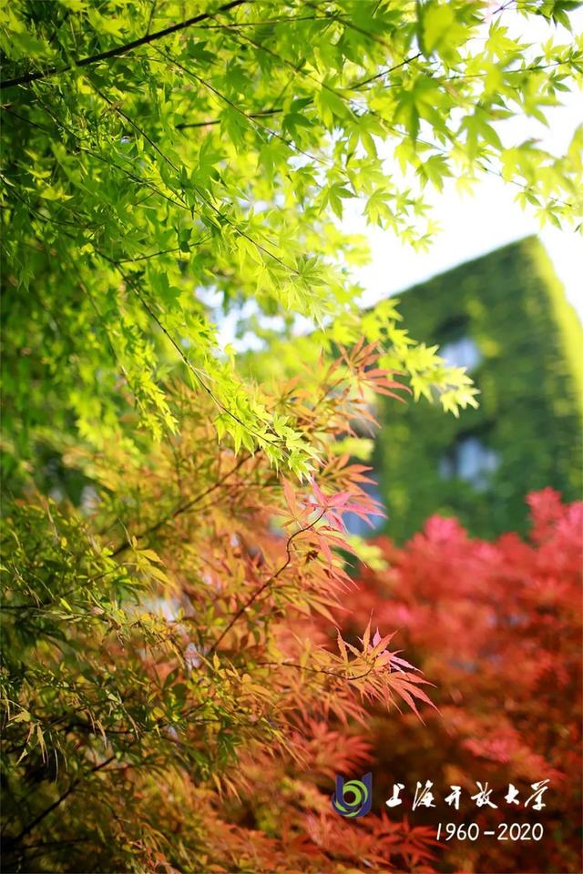 上海城建职业技术学院，2021年上海城建职业学院优势专业排名（沪上37所高校秋景手机壁纸来了）