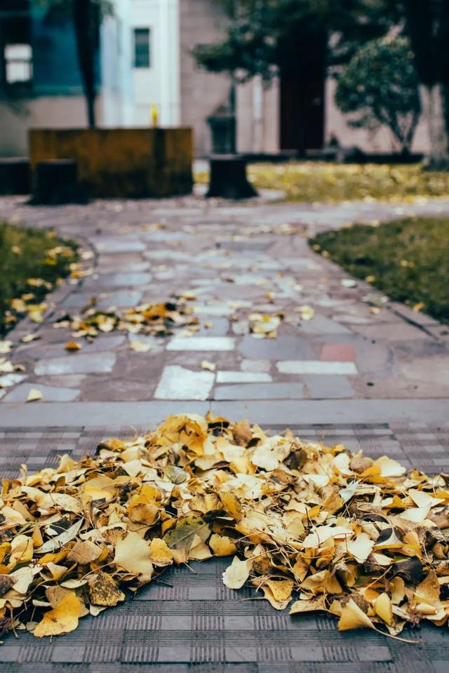 上海城建职业技术学院，2021年上海城建职业学院优势专业排名（沪上37所高校秋景手机壁纸来了）