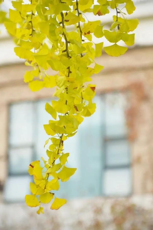 上海城建职业技术学院，2021年上海城建职业学院优势专业排名（沪上37所高校秋景手机壁纸来了）