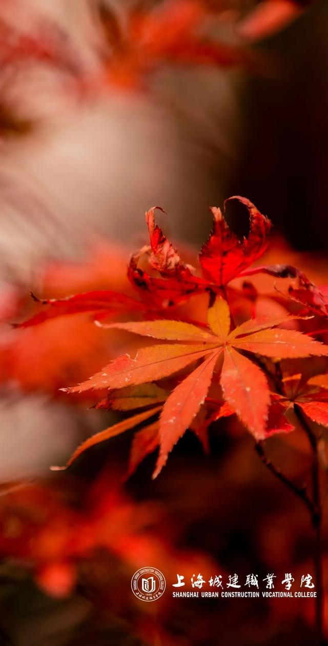 上海城建职业技术学院，2021年上海城建职业学院优势专业排名（沪上37所高校秋景手机壁纸来了）