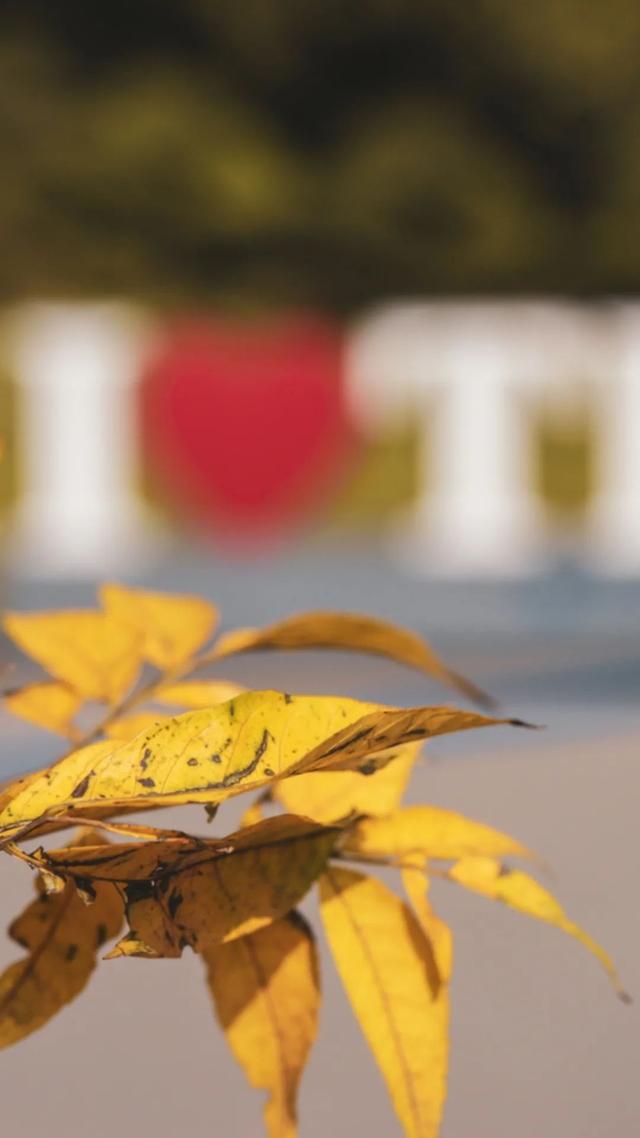 上海城建职业技术学院，2021年上海城建职业学院优势专业排名（沪上37所高校秋景手机壁纸来了）