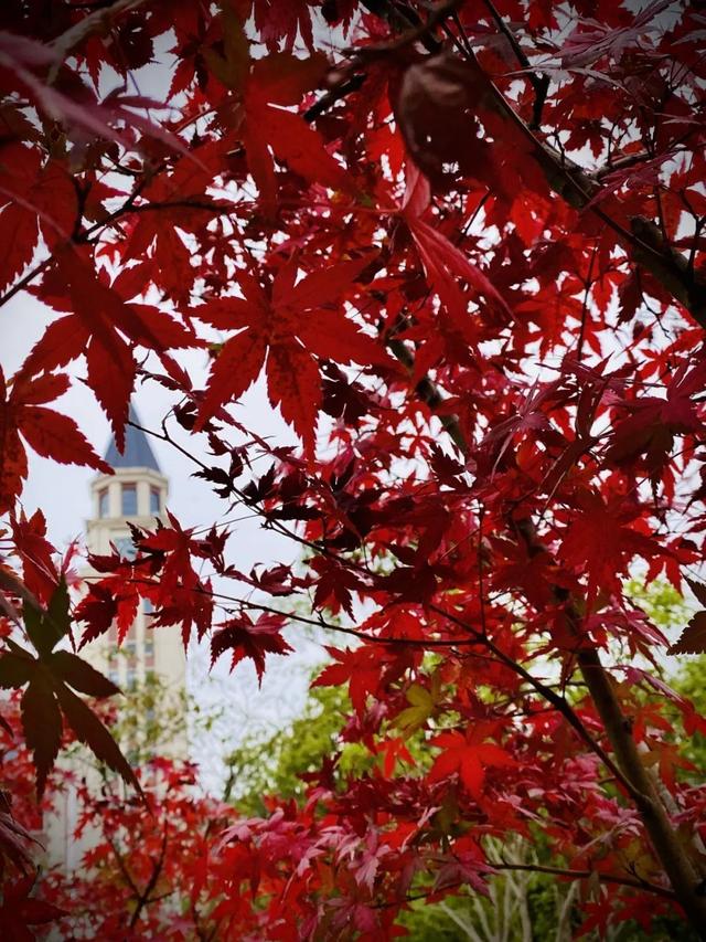 上海城建职业技术学院，2021年上海城建职业学院优势专业排名（沪上37所高校秋景手机壁纸来了）