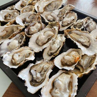 生蚝怎么蒸好吃，生蚝的做法蒸（学会这道蒜蓉生蚝）