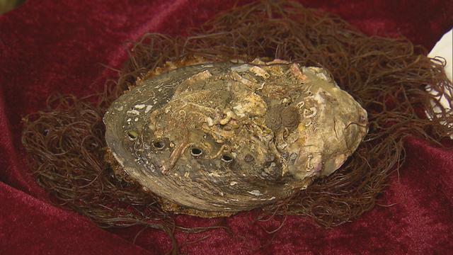 黄金鲍是什么东西，黄金鲍长什么样（1.5斤重黄金鲍拍出万元高价）