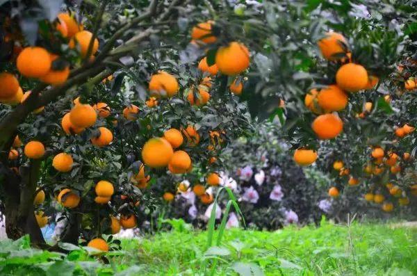 眉山有哪些特色小吃，眉山有啥子好吃的小吃（来眉山跟到吃跟到买）