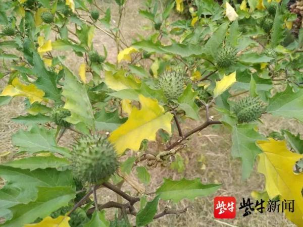 曼陀罗花刺有毒吗，小区惊现有毒“情花”