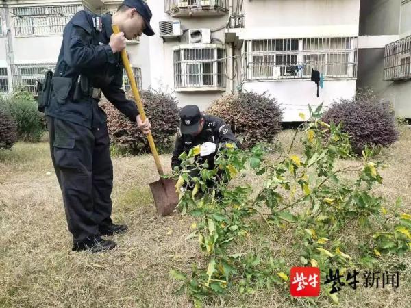 曼陀罗花刺有毒吗，小区惊现有毒“情花”