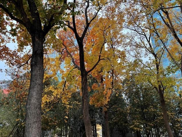 promax是什么手机，型号i13promax是什么手机（Pro还是选Max）