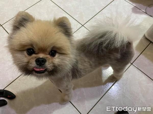 博美犬成年体重多少钱 博美有多重?成年博美犬标准体重|狗狗品种