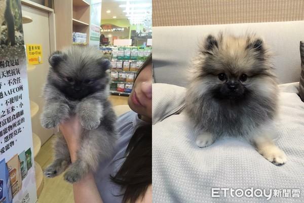 博美犬成年体重多少钱 博美有多重?成年博美犬标准体重|狗狗品种