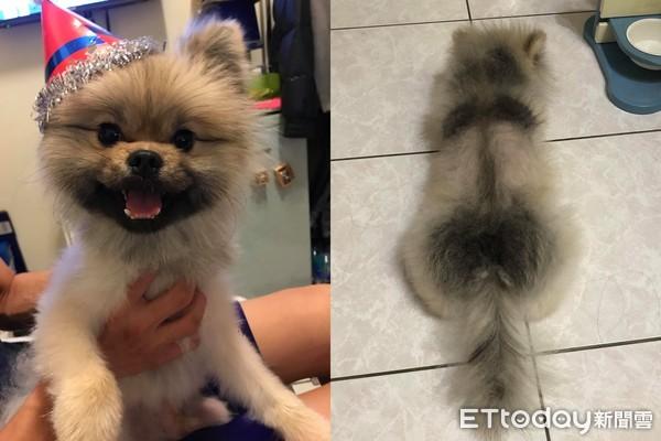 博美犬成年体重多少钱 博美有多重?成年博美犬标准体重|狗狗品种