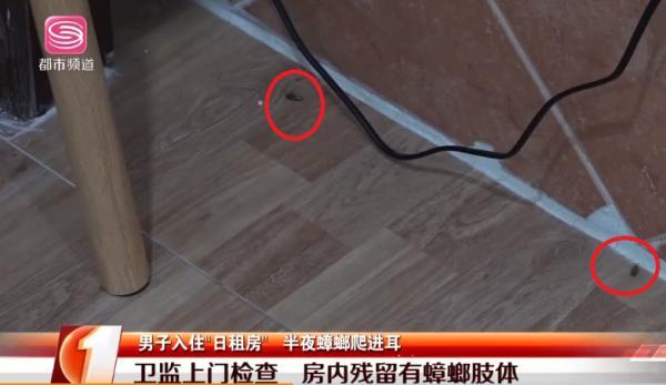 人睡着了蟑螂会咬人吗，如何让蟑螂不靠近床（更恐怖的是蟑螂有个不为人知的偏好……）