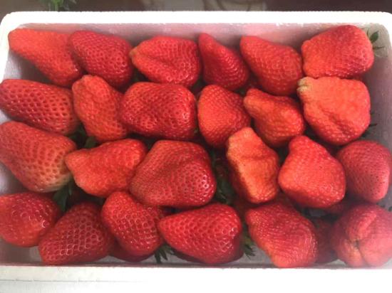 草莓吕孩，小吕草莓采摘园（种植户：虽上市晚图片）