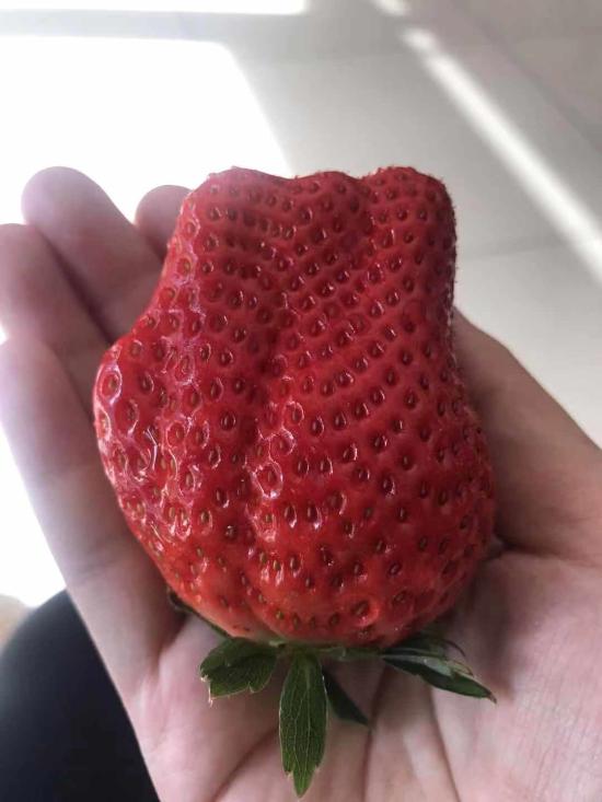 草莓吕孩，小吕草莓采摘园（种植户：虽上市晚图片）