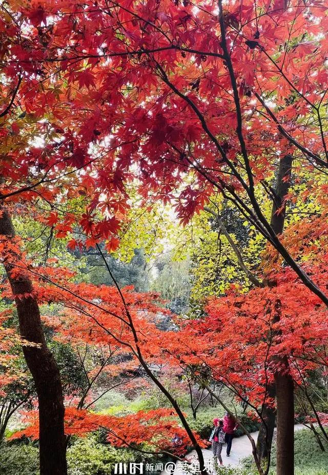 红得什么填词语,红得什么填词语四个字(眼下杭州一片"枫景")