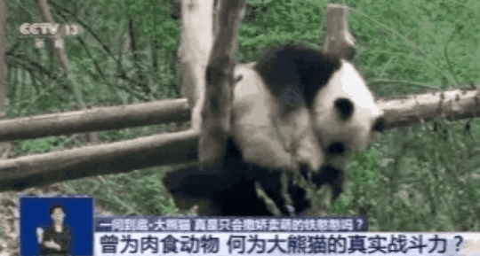 大熊猫为什么不吃肉，大熊猫为什么不吃肉改吃竹子了资料（吃肉会拉肚“外交”常青树）