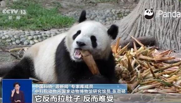 大熊猫为什么不吃肉，大熊猫为什么不吃肉改吃竹子了资料（吃肉会拉肚“外交”常青树）