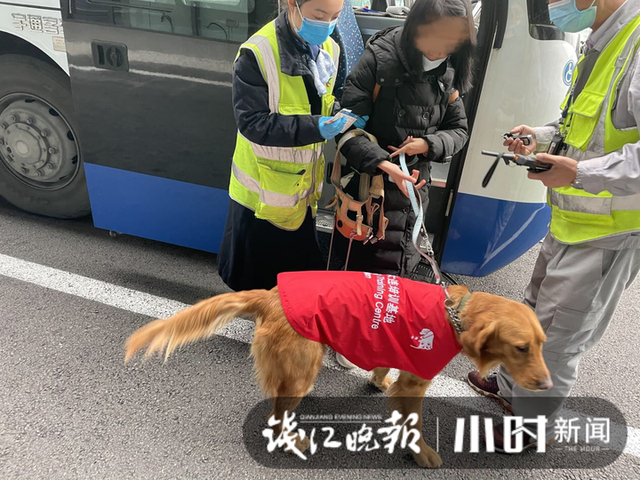 导盲犬可以上飞机吗，导盲犬上飞机有哪些注意事项（导盲犬“蛋糕”的自述很生动）