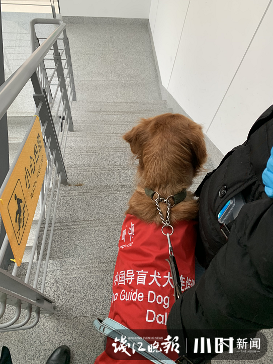 导盲犬可以上飞机吗，导盲犬上飞机有哪些注意事项（导盲犬“蛋糕”的自述很生动）