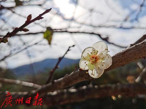 广东人冬至吃什么 广东地区冬至10种传统美食介绍，广东人冬至吃什么（真不止吃汤圆）