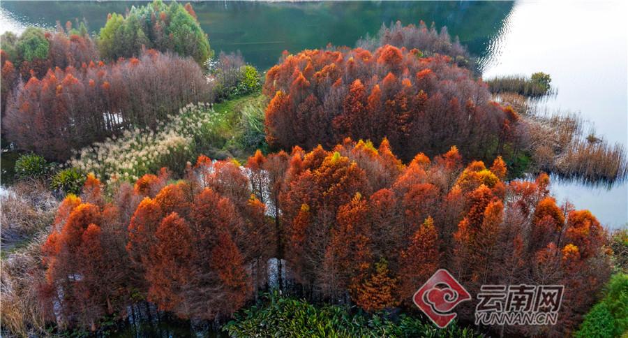 云南普者黑在哪里(云南普者黑旅游攻略必去景点)