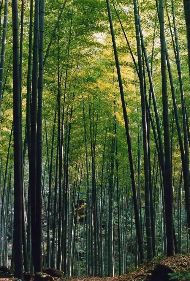 做梦梦到赶不上火车是什么意思，冬天，我记忆中的重庆（做梦梦见赶不上火车）