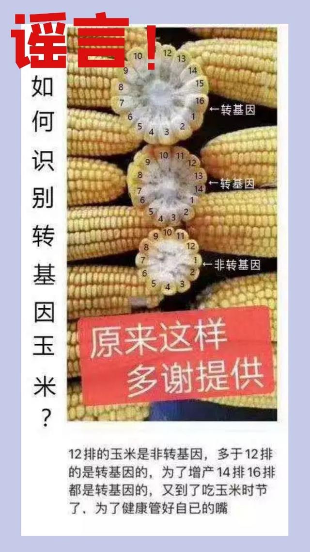 转基因和非转基因的区别，怎么辨别玉米是不是转基因（“火眼金睛”可区分转基因作物）