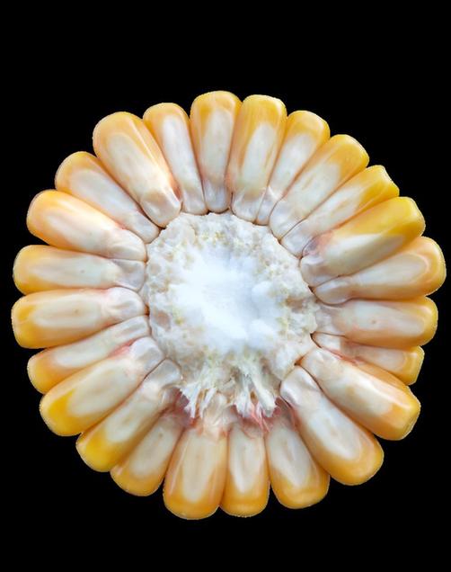 转基因和非转基因的区别，怎么辨别玉米是不是转基因（“火眼金睛”可区分转基因作物）