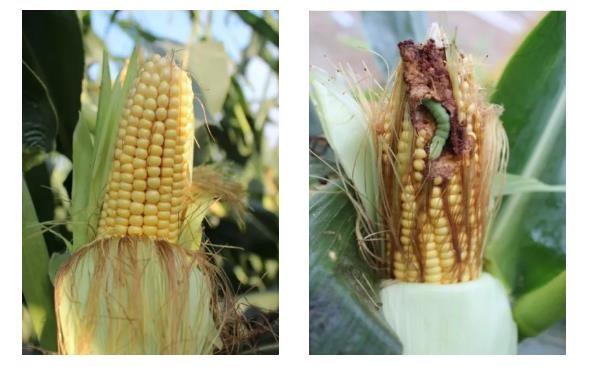 转基因和非转基因的区别，怎么辨别玉米是不是转基因（“火眼金睛”可区分转基因作物）