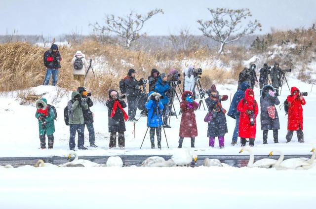 一组纯净的草莓图片，清新的草莓图片（玩摄影\u0026采草莓——大雪纷飞中的缤纷冬日）