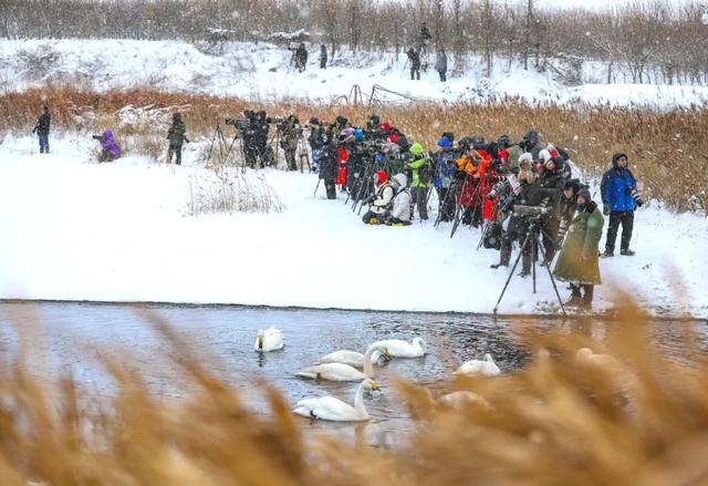 一组纯净的草莓图片，清新的草莓图片（玩摄影\u0026采草莓——大雪纷飞中的缤纷冬日）