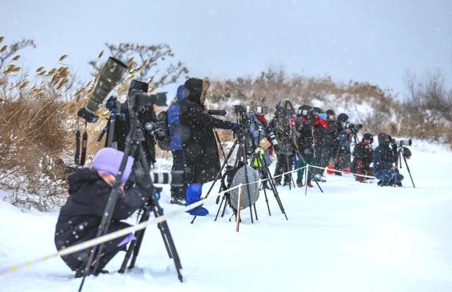 一组纯净的草莓图片，清新的草莓图片（玩摄影\u0026采草莓——大雪纷飞中的缤纷冬日）