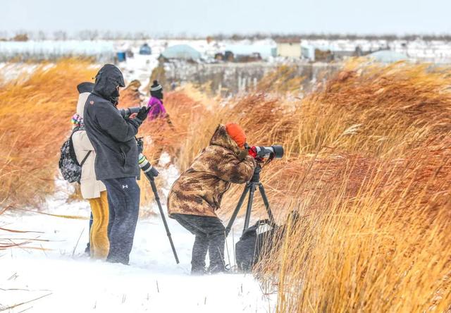 一组纯净的草莓图片，清新的草莓图片（玩摄影\u0026采草莓——大雪纷飞中的缤纷冬日）